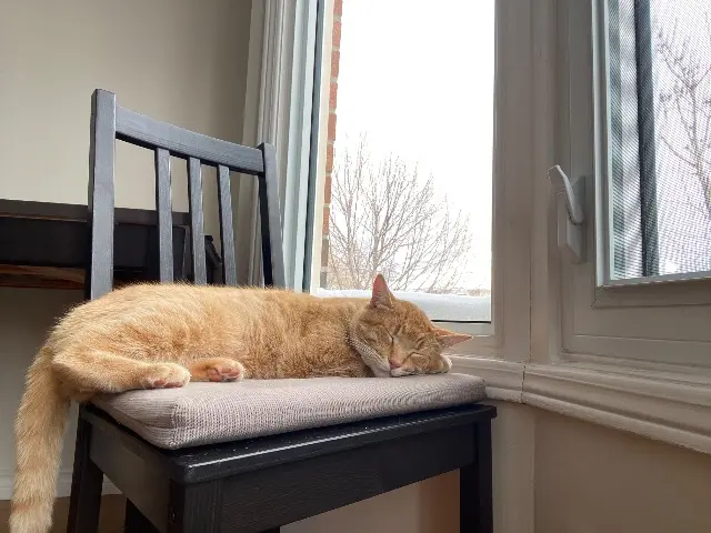 cat lost    Vaughan Kuzma